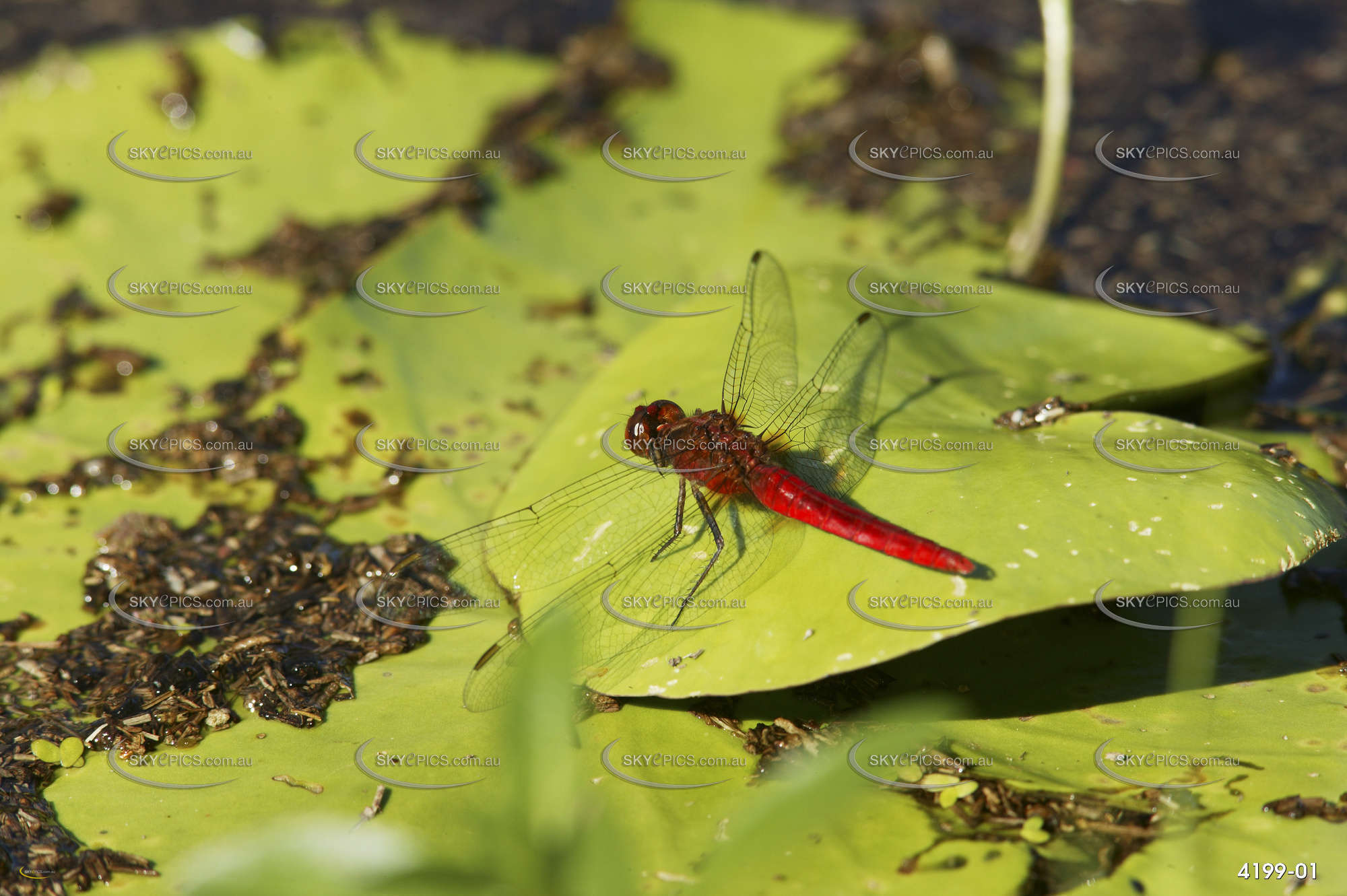 red-dragonfly-aerial-photography