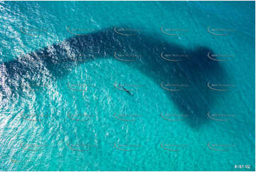 Humpback Whale with Bait Fish NSW Aerial Photography