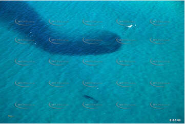 Humpback Whale with Bait Fish NSW Aerial Photography