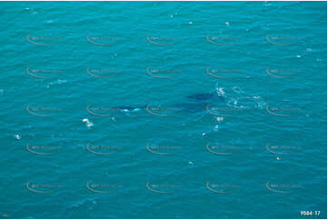 Humpback Whales off Coolangatta QLD Aerial Photography