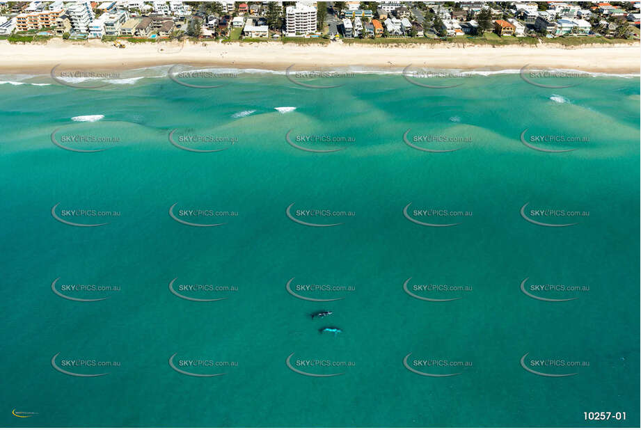 Humpback Whales off Mermaid Beach Gold Coast QLD Aerial Photography