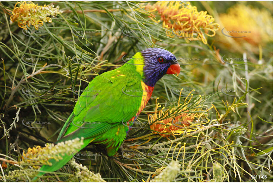 Rainbow Lorikeet Aerial Photography