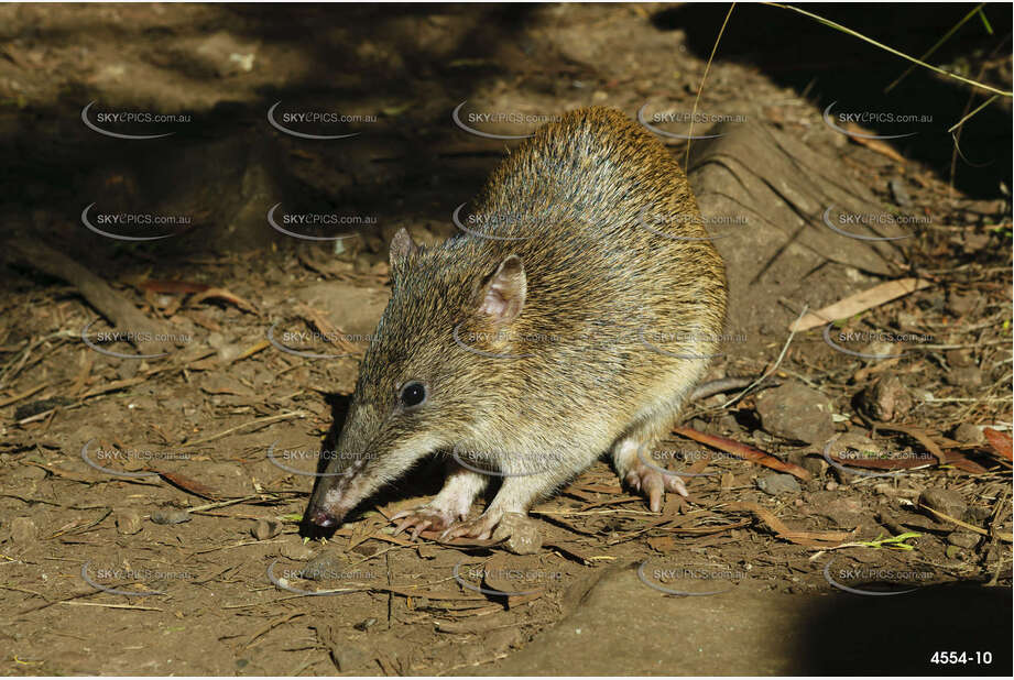 Australian Bandicoot Aerial Photography