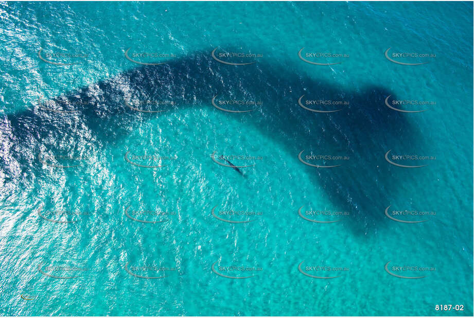 Humpback Whale with Bait Fish NSW Aerial Photography