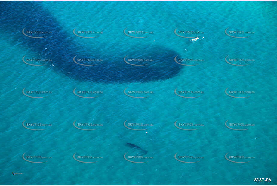 Humpback Whale with Bait Fish NSW Aerial Photography