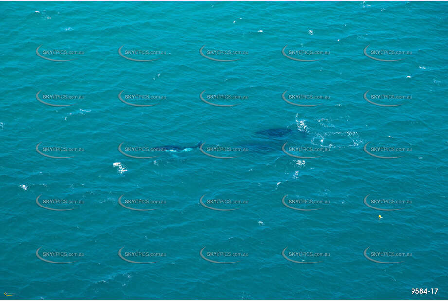 Humpback Whales off Coolangatta QLD Aerial Photography